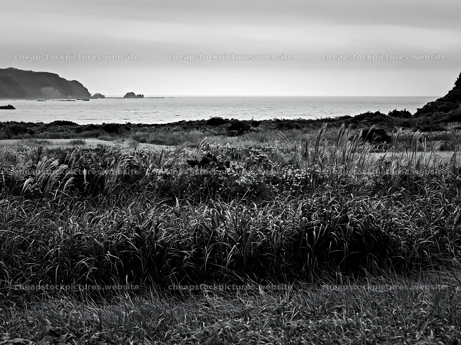 Fukui native grass meadow rain droplets enhance the landscape – stock pictures 9174x6866