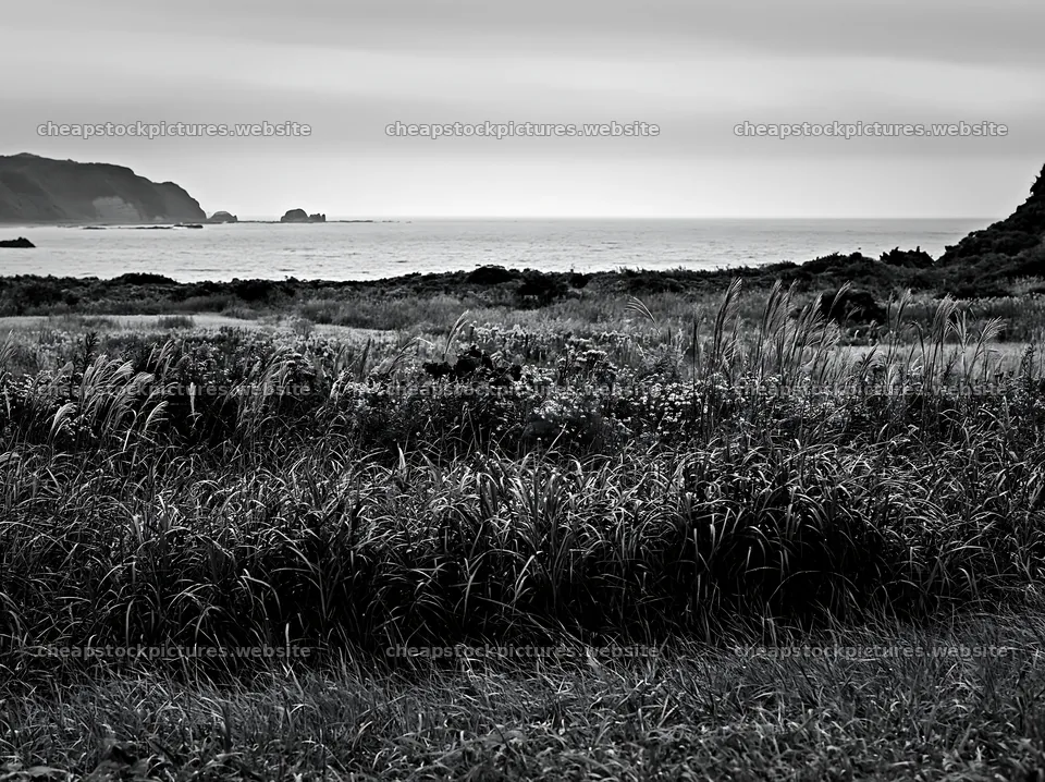 Fukui native grass meadow rain droplets enhance the landscape – stock pictures 9174x6866
