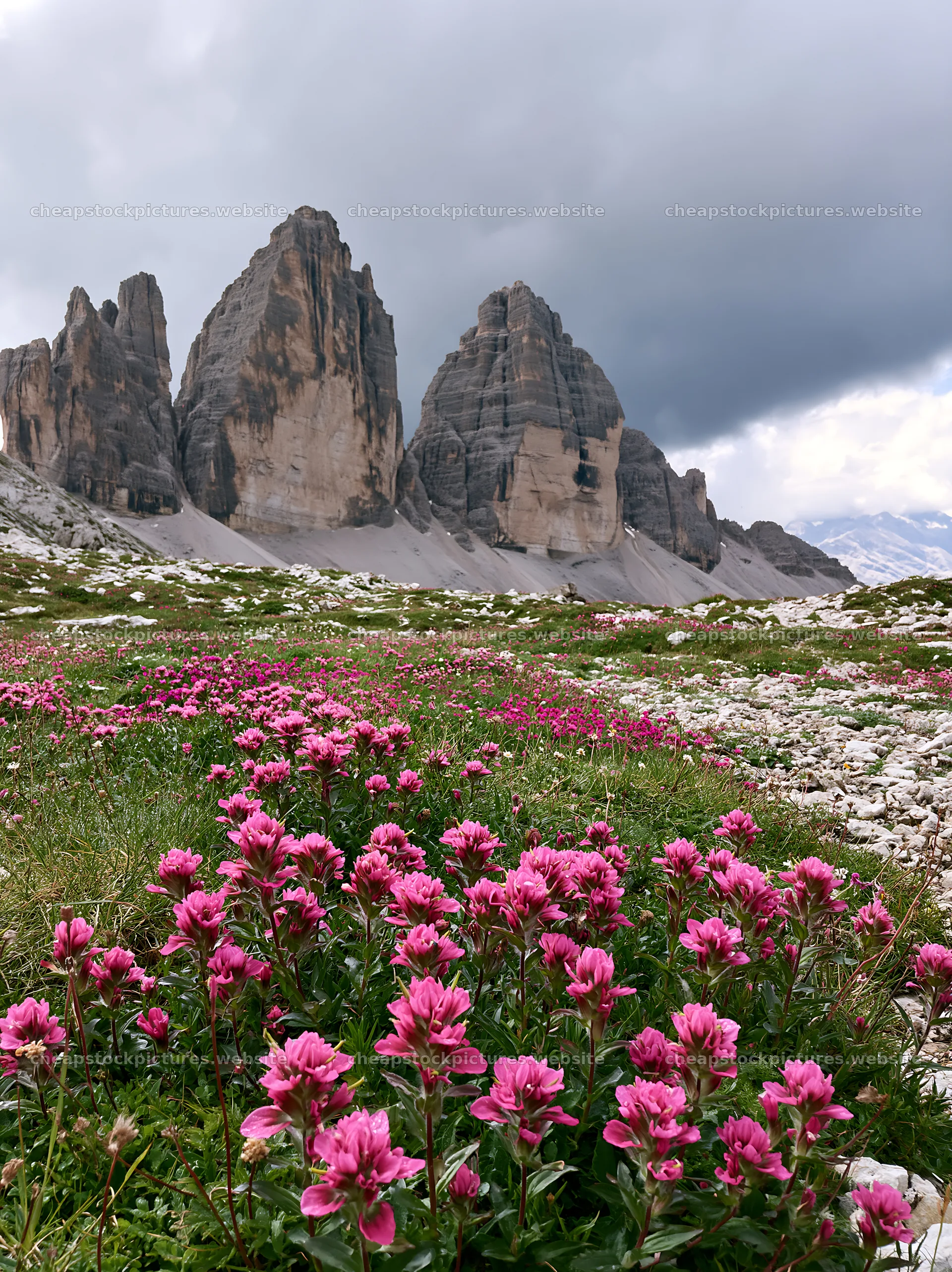 Snowline meadow with pink flowers and rocky peaks – stock pictures 6866x9174