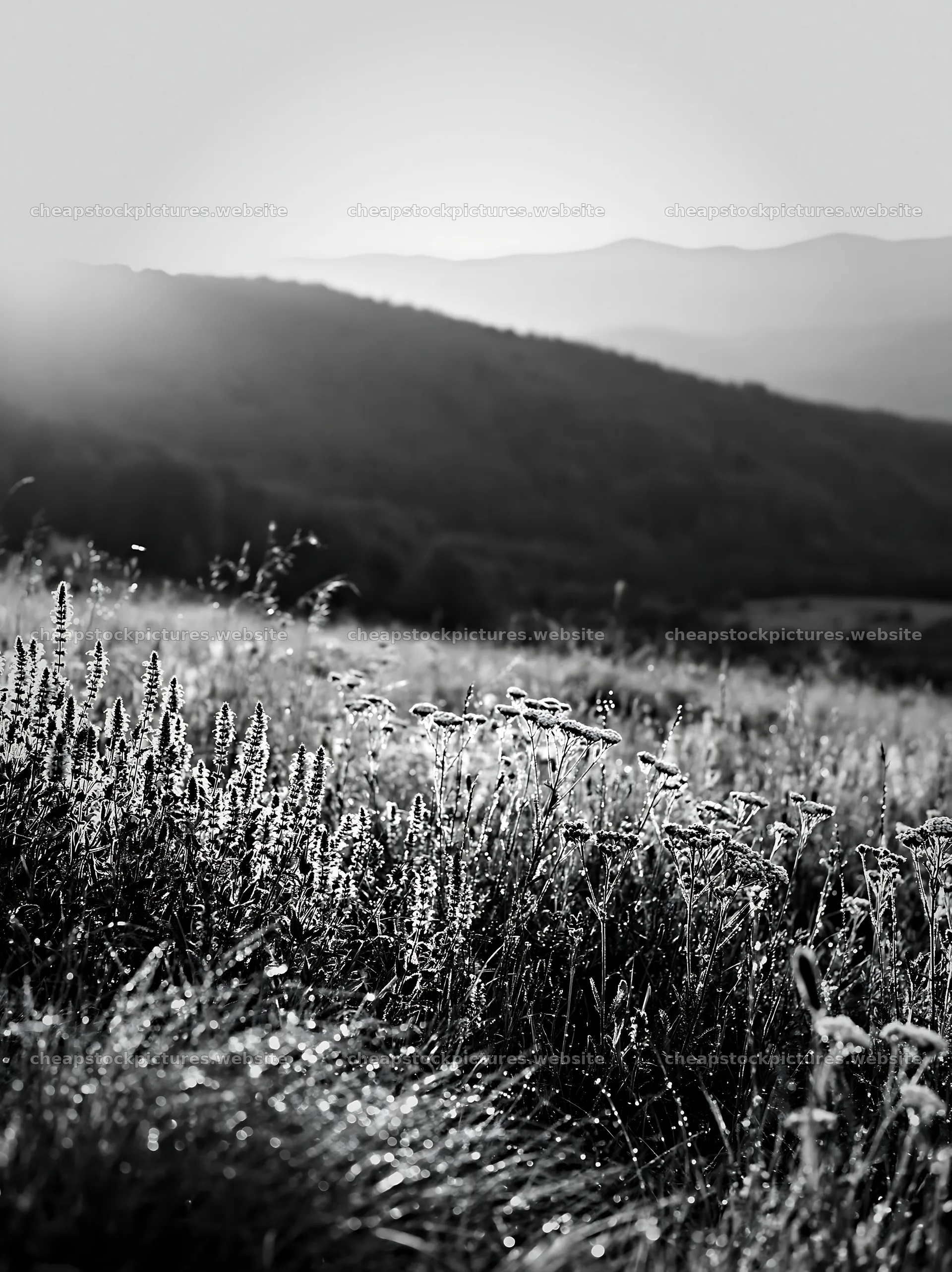 Rolling valley meadows with grass and distant hills in sunlight – stock pictures 6866x9174