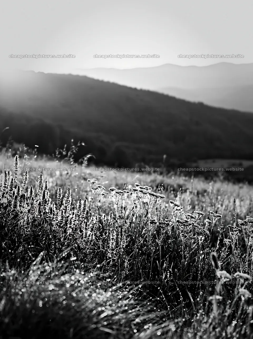 Rolling valley meadows with grass and distant hills in sunlight – stock pictures 6866x9174