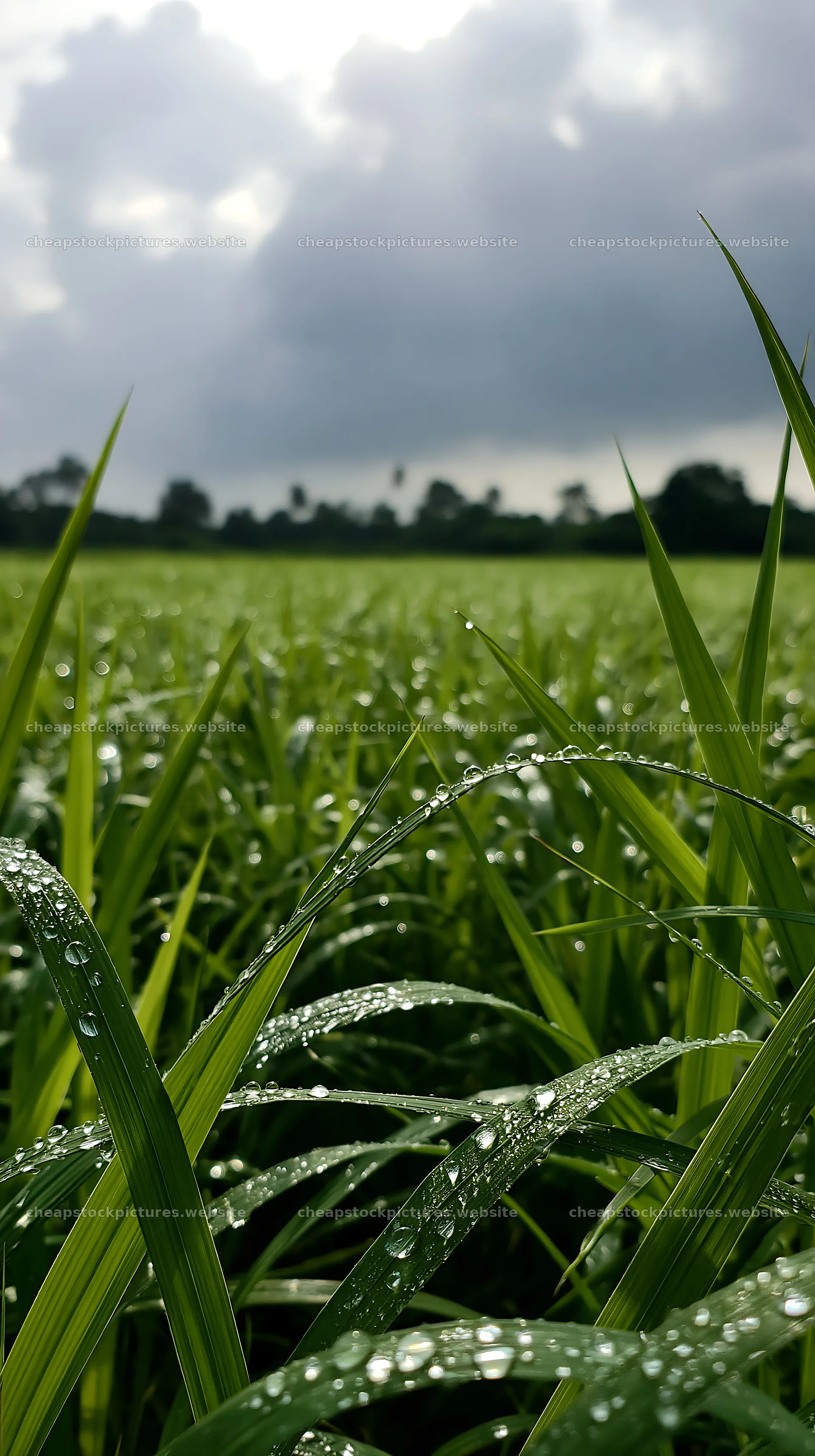 Beaded grasses in Kochi meadow during monsoon rain – stock pictures 5938x10608