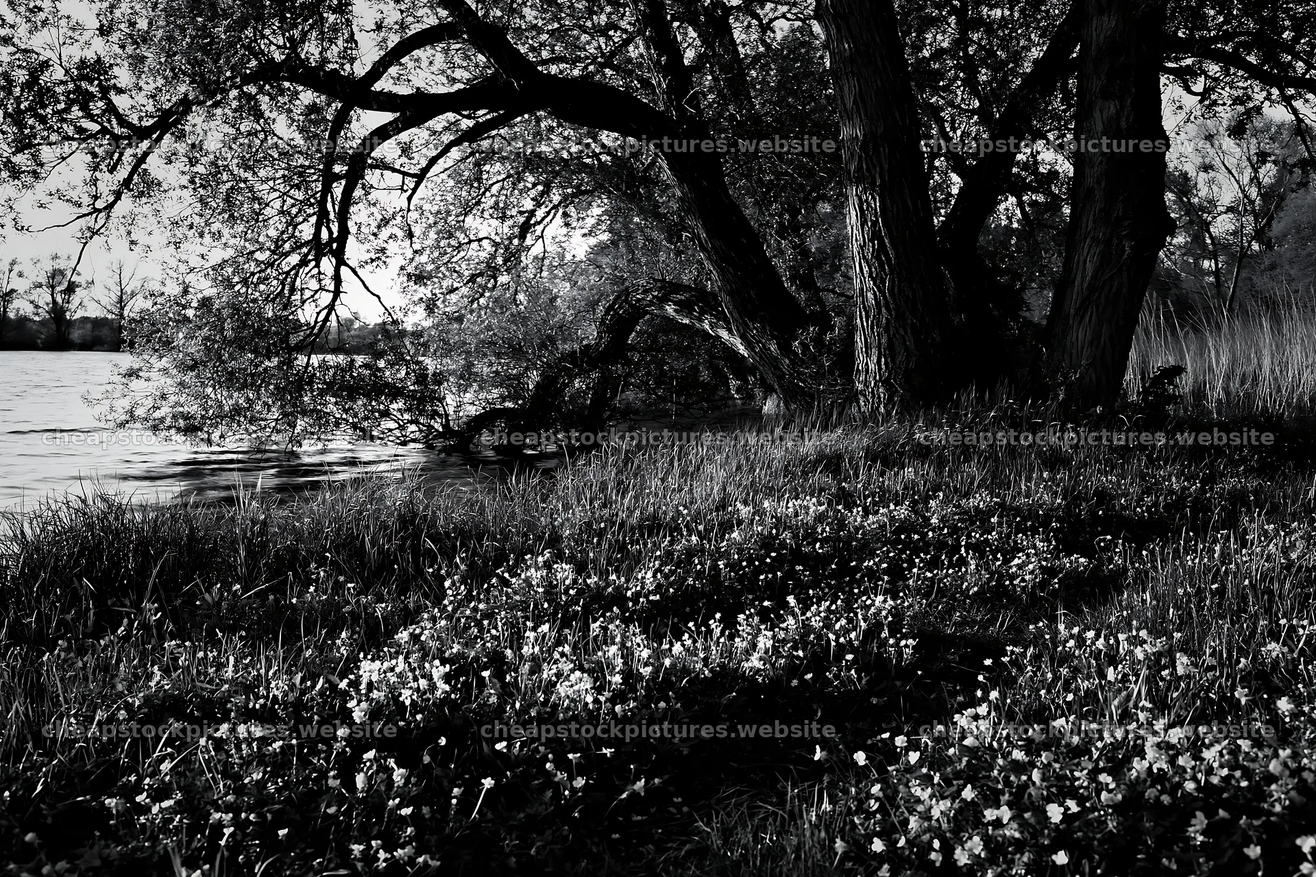 Lakeside meadow with flowers and trees in Germany – stock pictures 9722x6480