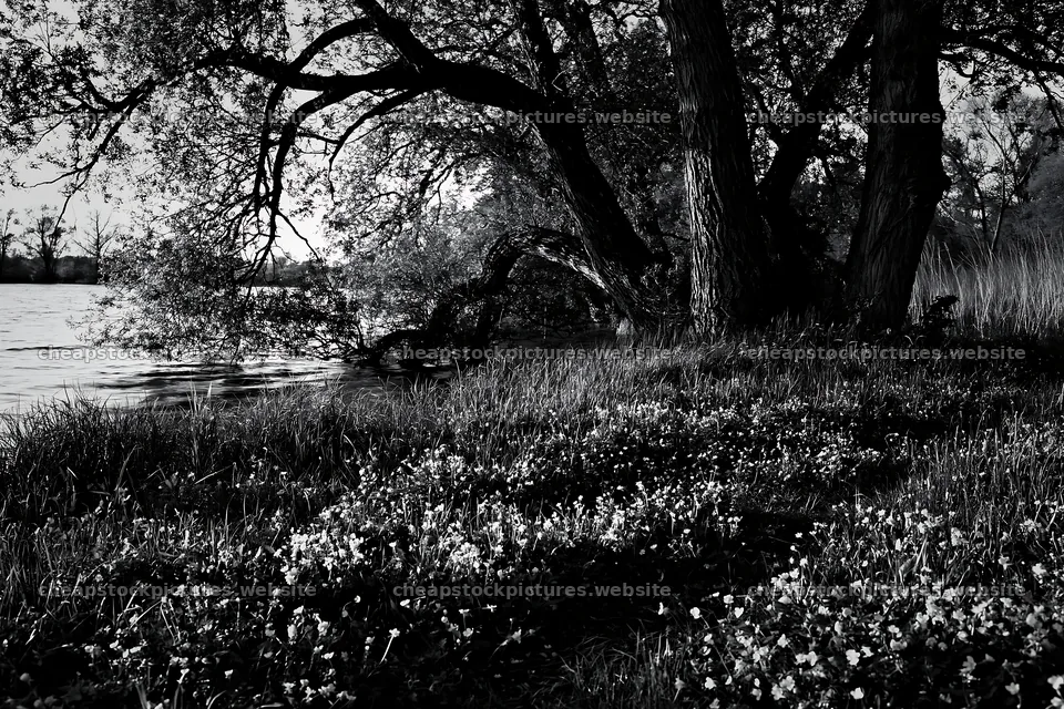 Lakeside meadow with flowers and trees in Germany – stock pictures 9722x6480