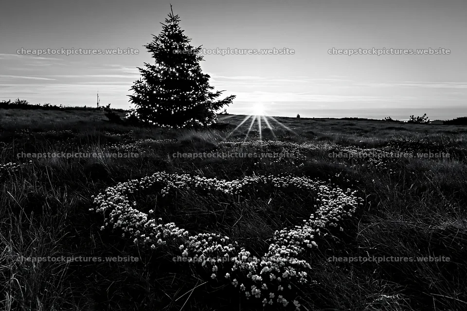 Christmas tree in meadow at sunset under radiant sky – stock pictures 9722x6480