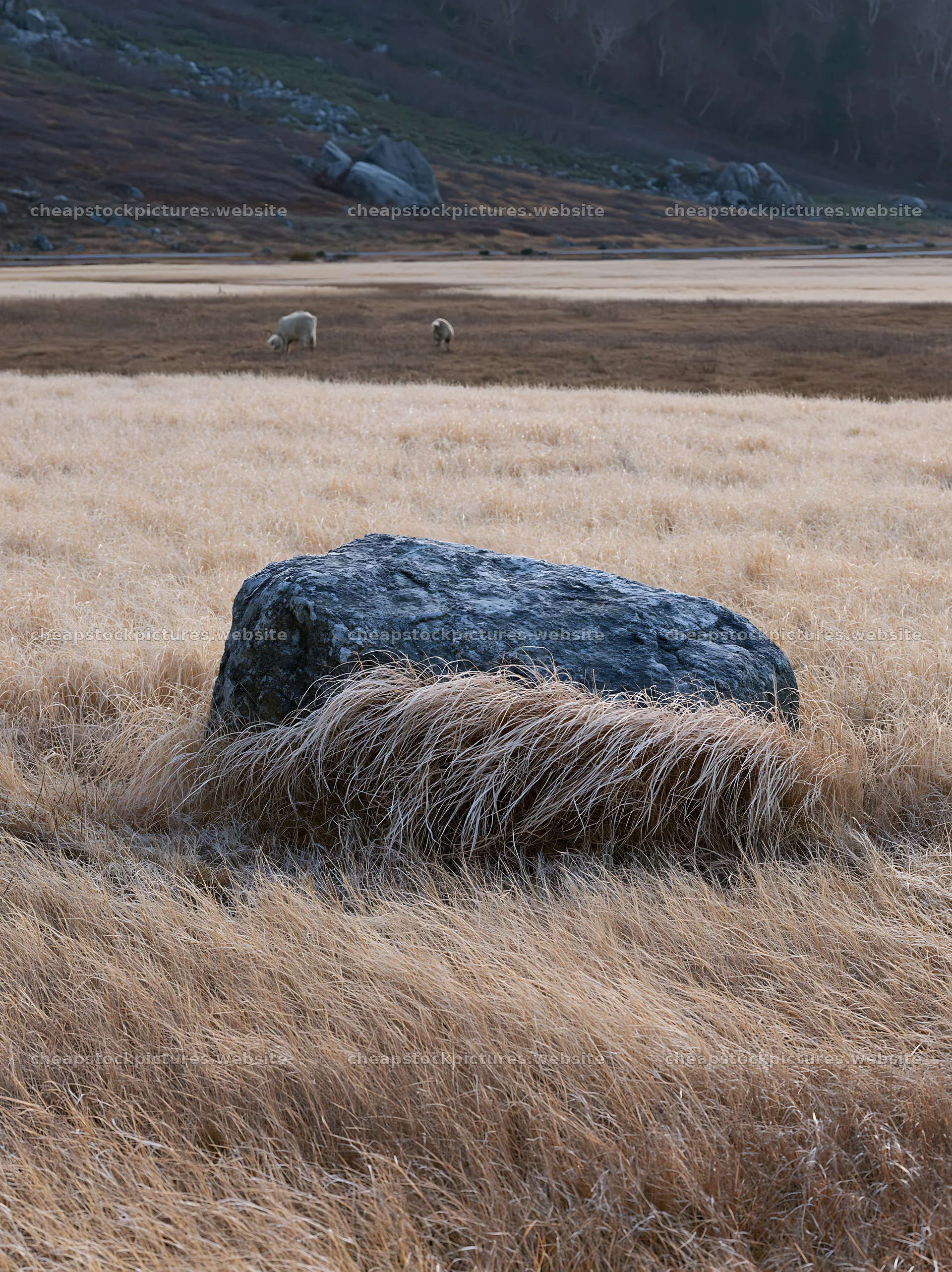Nagano drought resilient meadow with granite boulder – stock pictures 6866x9174