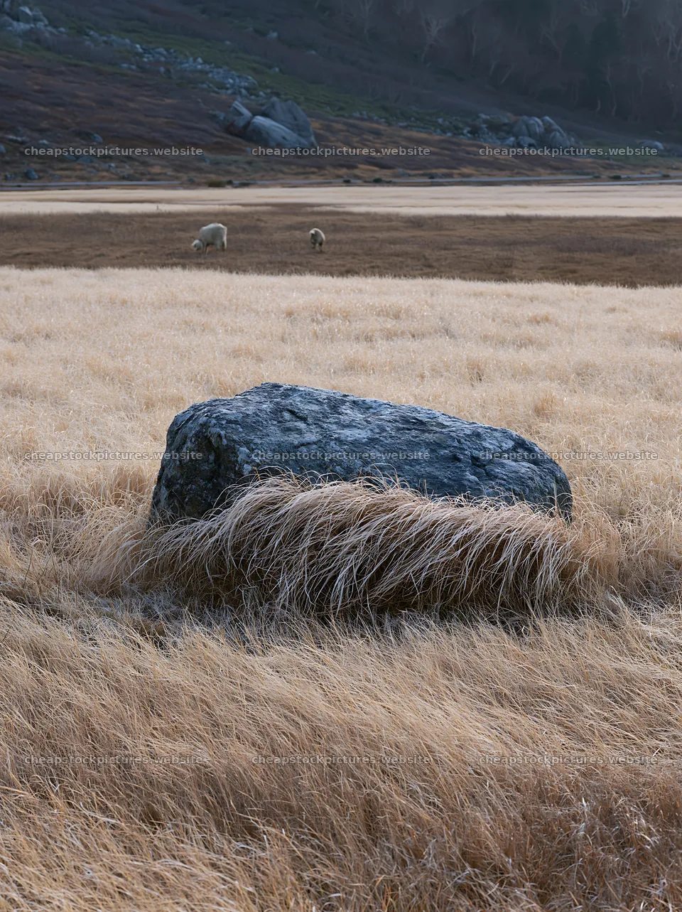 Nagano drought resilient meadow with granite boulder – stock pictures 6866x9174