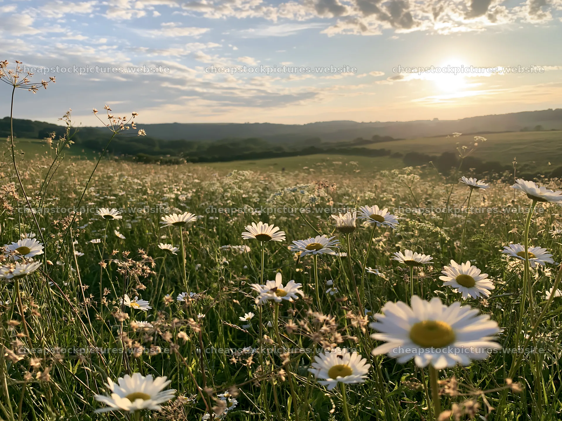 Meadow seedheads backlit at dusk with flowers – stock pictures 9174x6866
