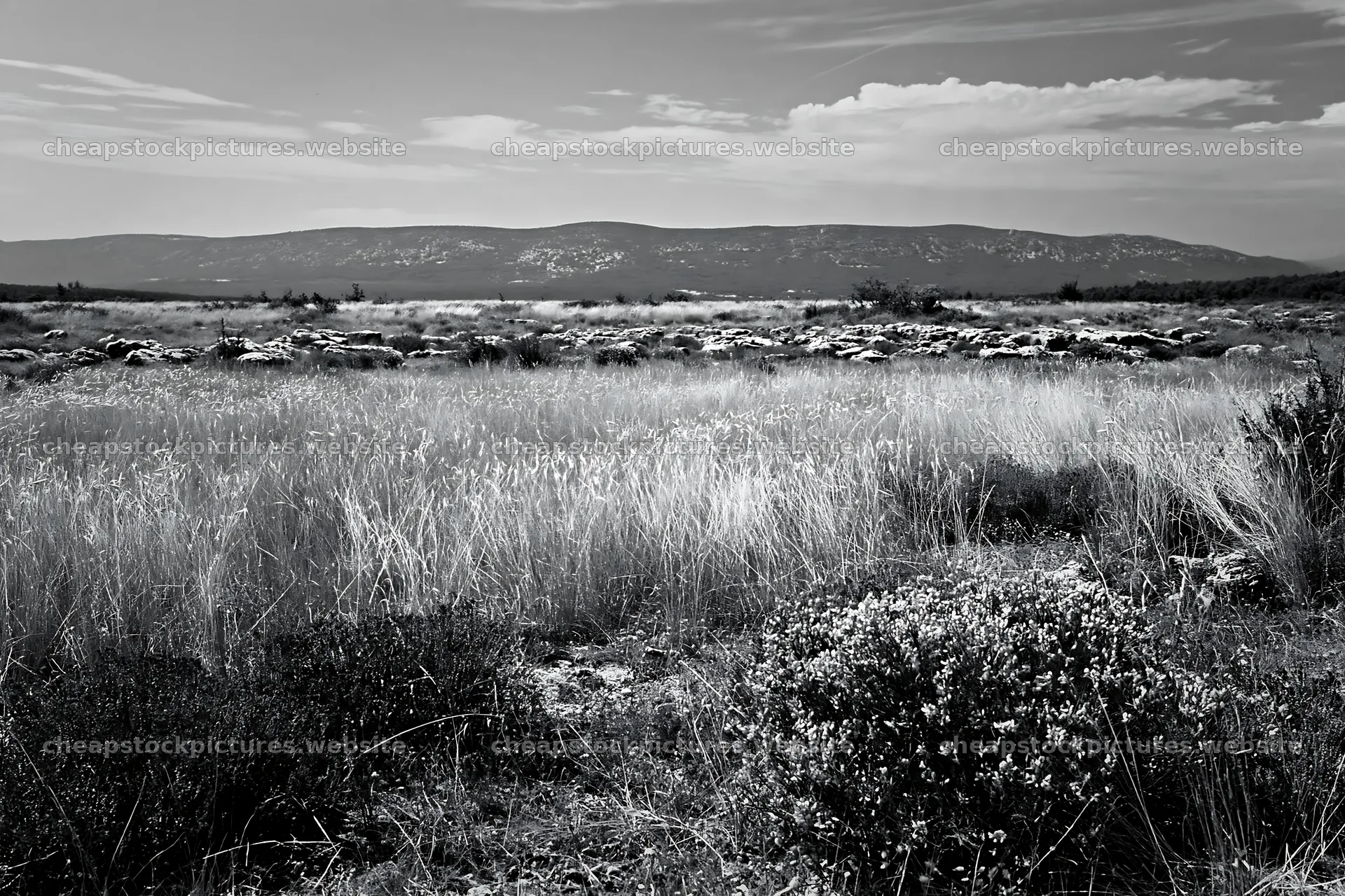 Meadow landscape with seedheads under a cloudy sky – stock pictures 9722x6480