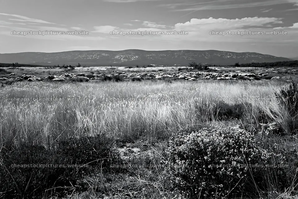 Meadow landscape with seedheads under a cloudy sky – stock pictures 9722x6480