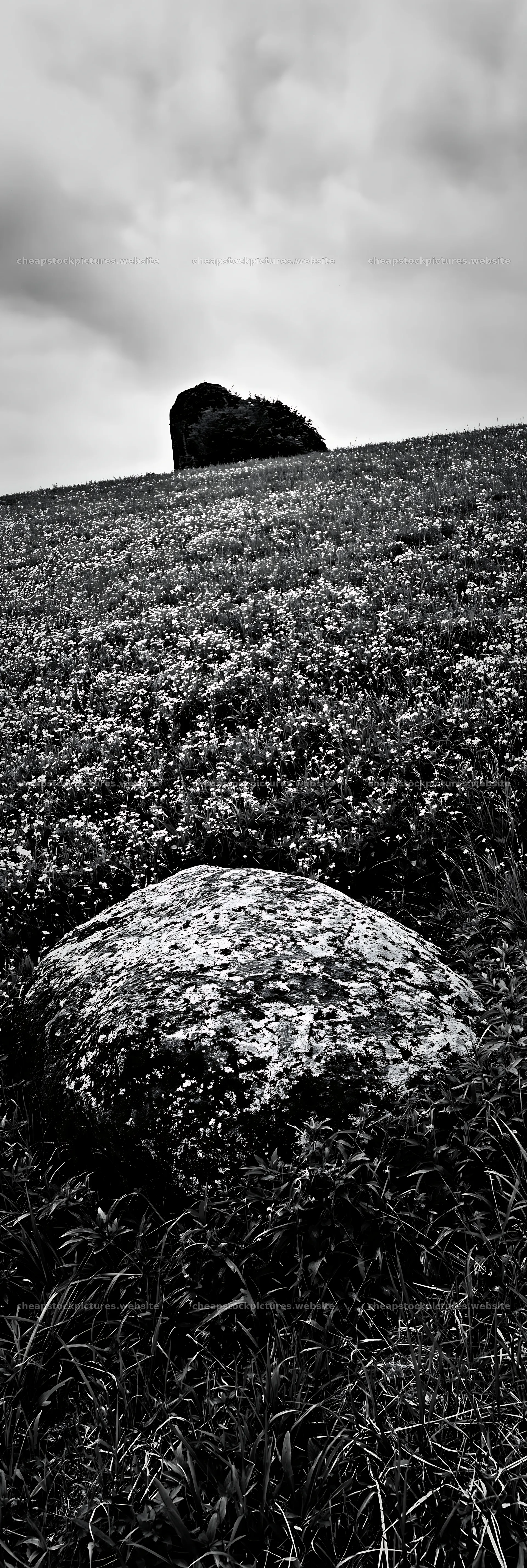 Mossy stone in Miyagi spring recovery meadow – stock pictures 4602x13690