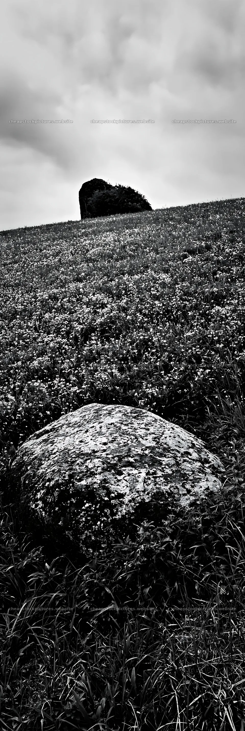 Mossy stone in Miyagi spring recovery meadow – stock pictures 4602x13690