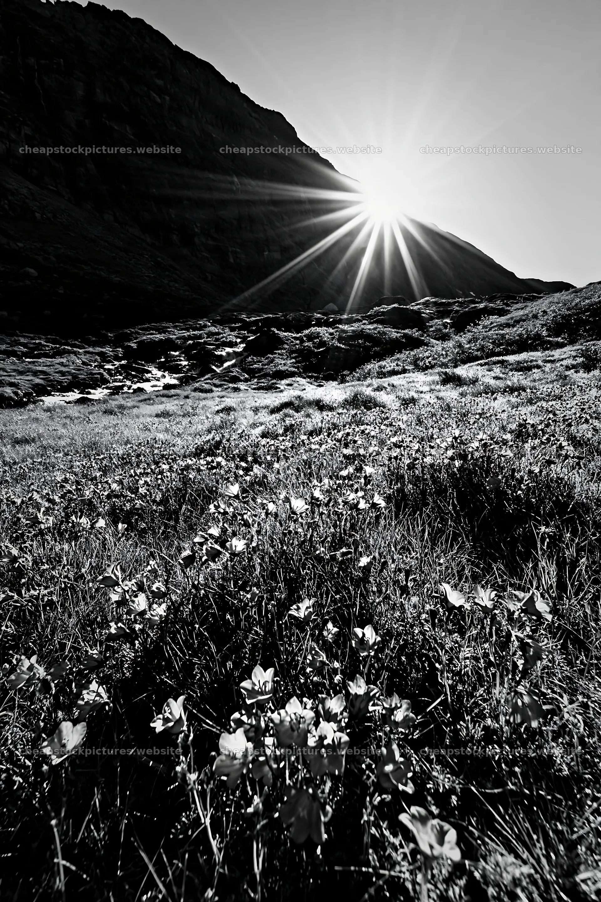Sunbeams shining over meadow flowers in Jotunheimen valley – stock pictures 6480x9722