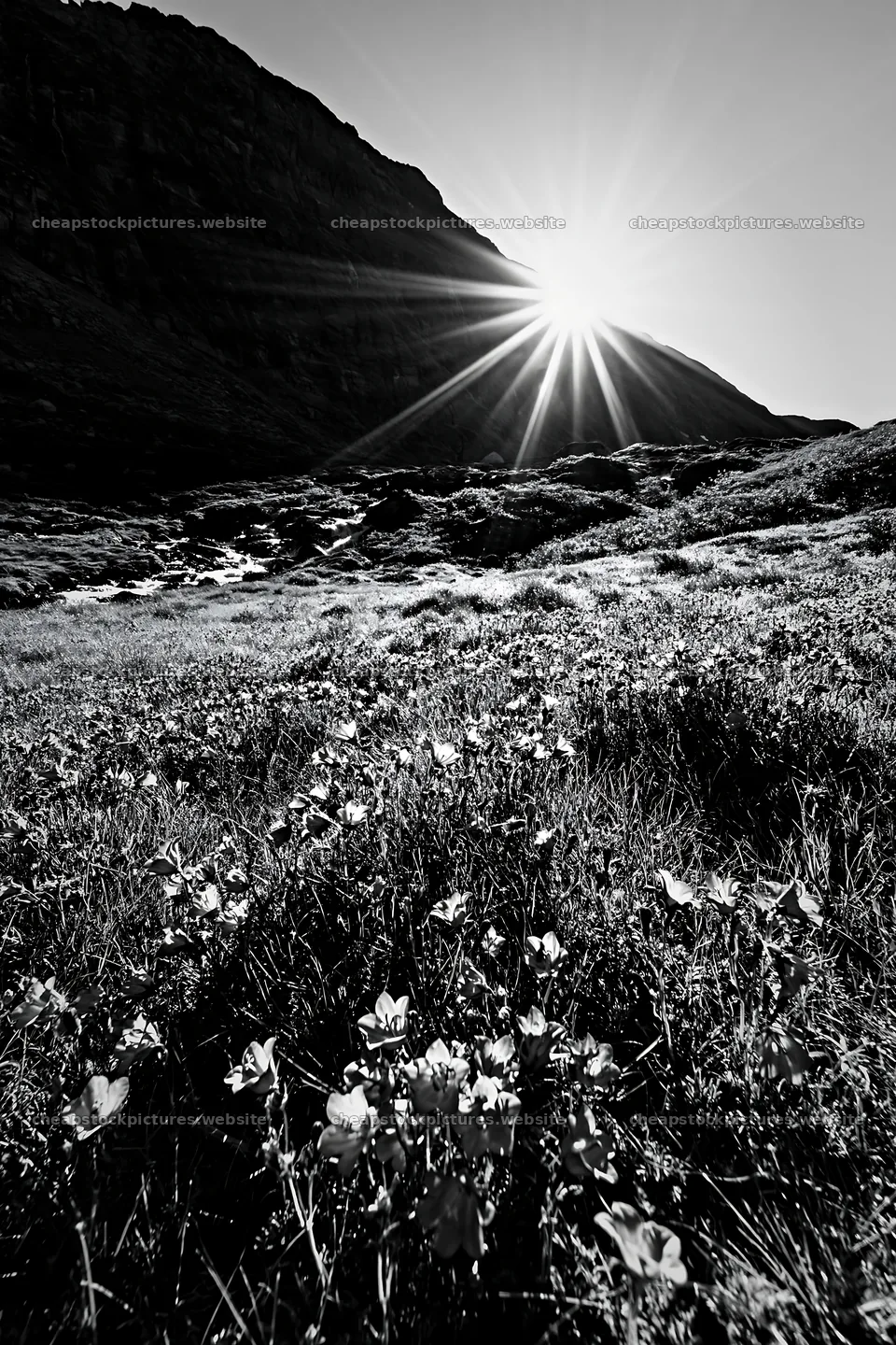 Sunbeams shining over meadow flowers in Jotunheimen valley – stock pictures 6480x9722