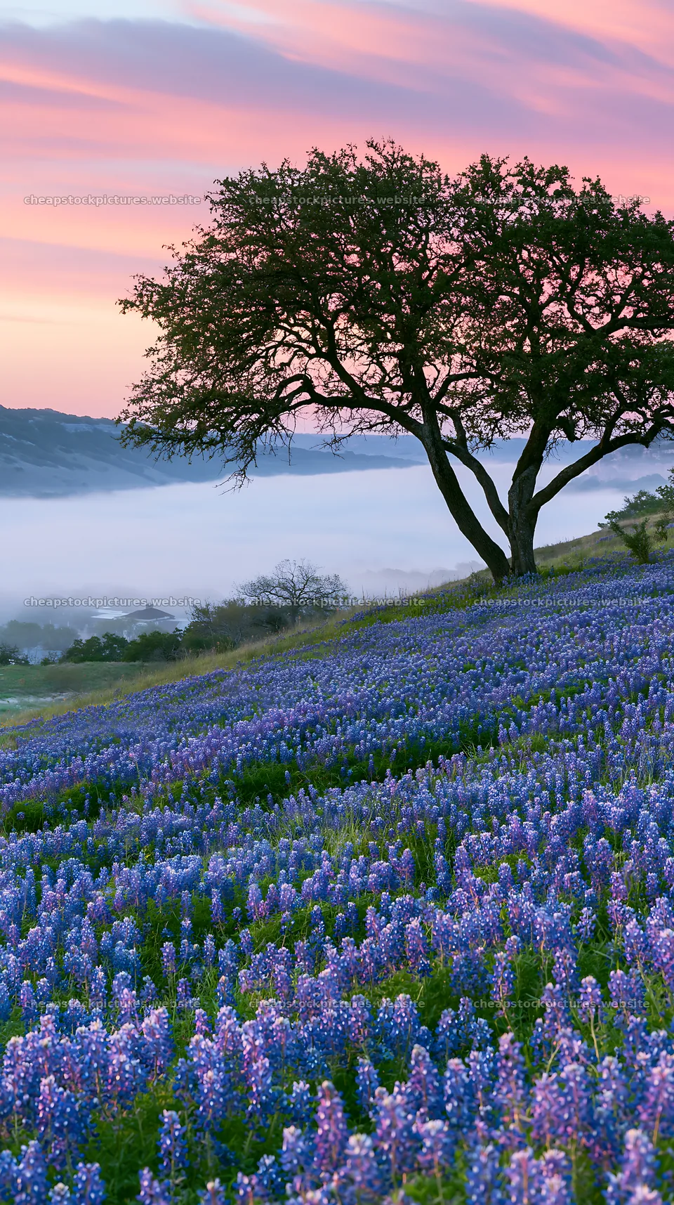 Bluebonnet meadow sunrise with tree and misty landscape – stock pictures 5938x10608