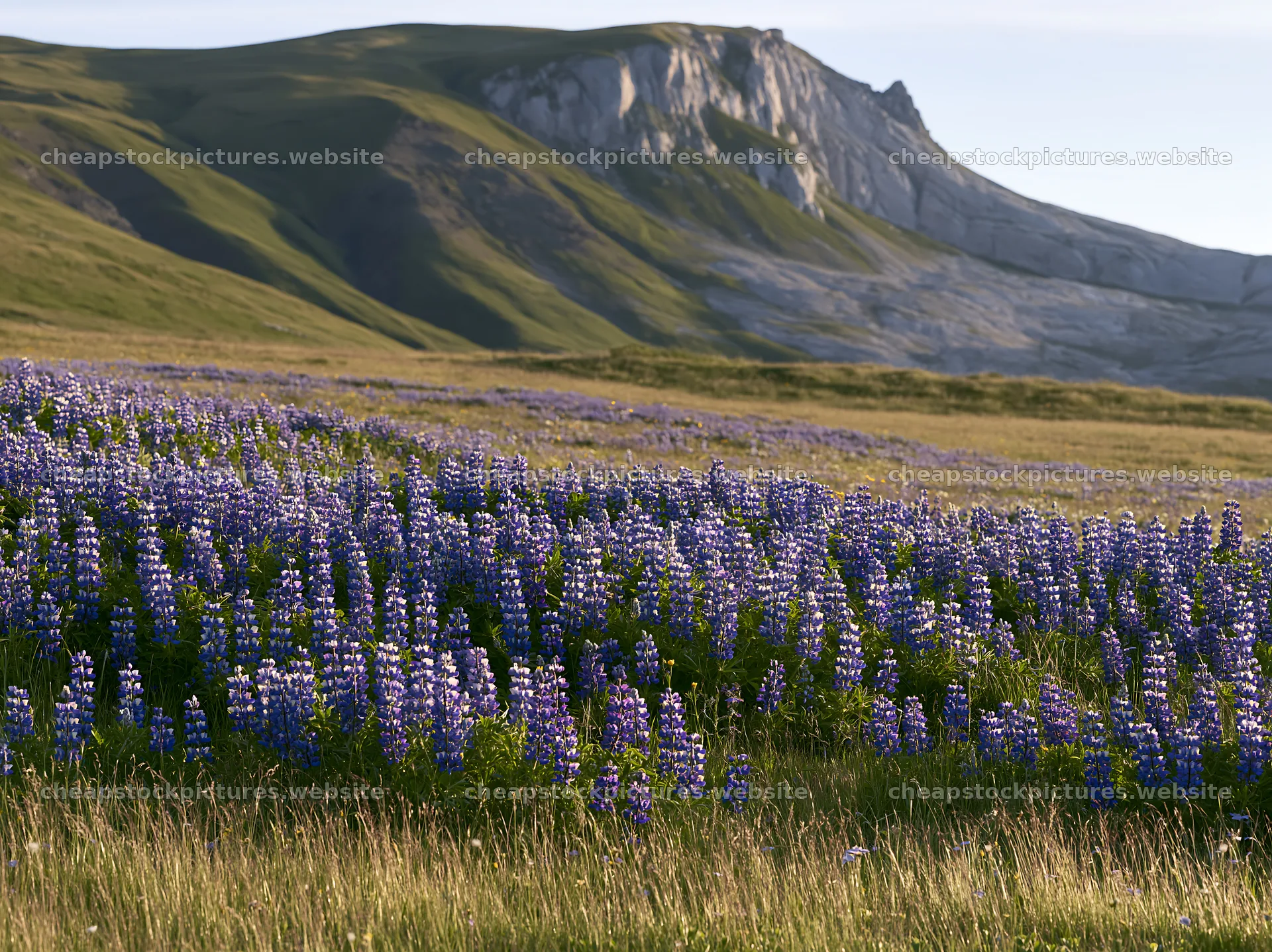 Lupin meadow in front of mountain landscape during daylight – stock pictures 9174x6866