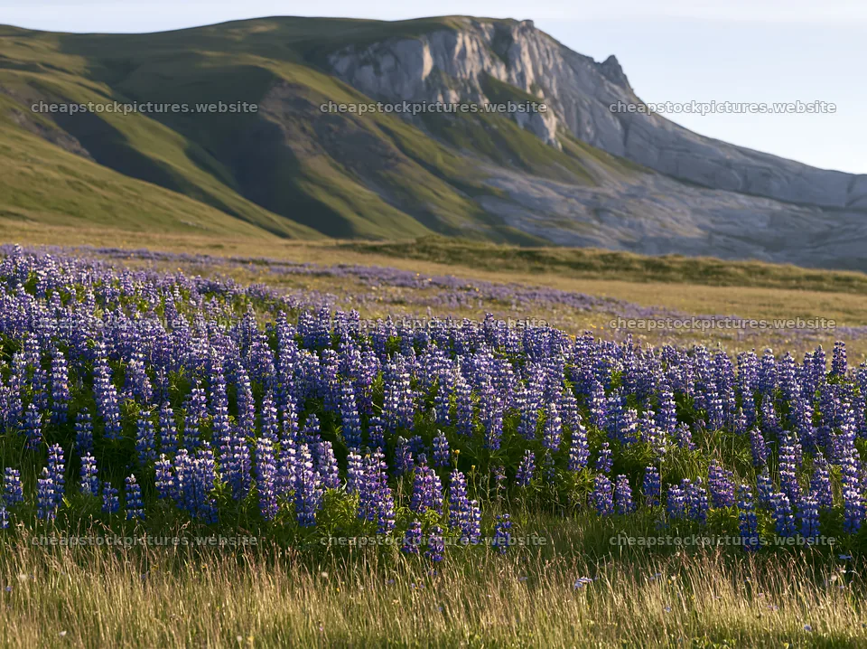 Lupin meadow in front of mountain landscape during daylight – stock pictures 9174x6866