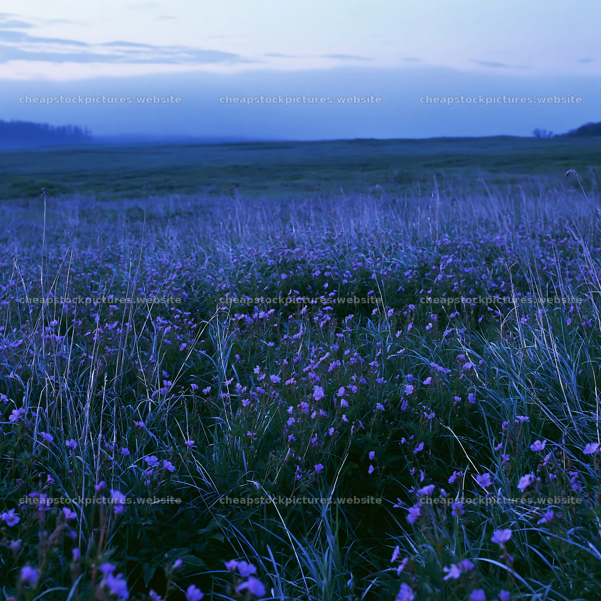 Akita snowmelt meadow with silver grasses under soft light – stock pictures 7938x7938