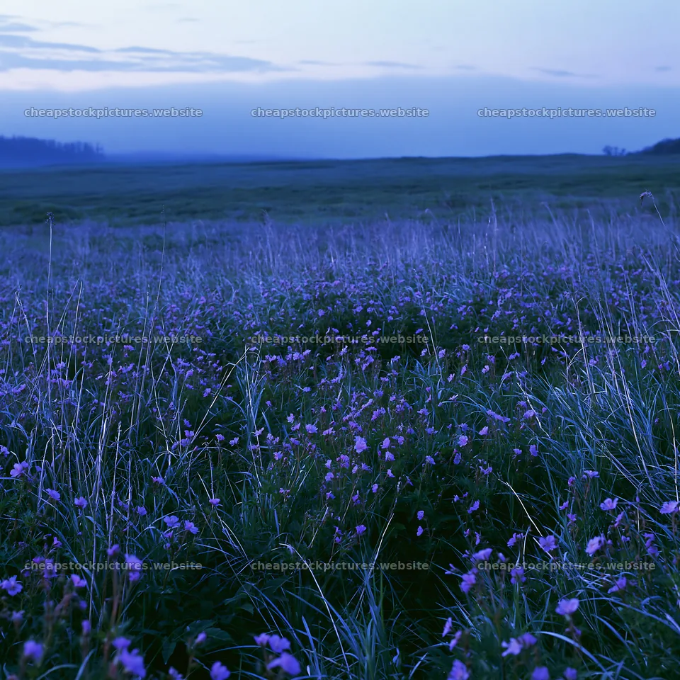 Akita snowmelt meadow with silver grasses under soft light – stock pictures 7938x7938