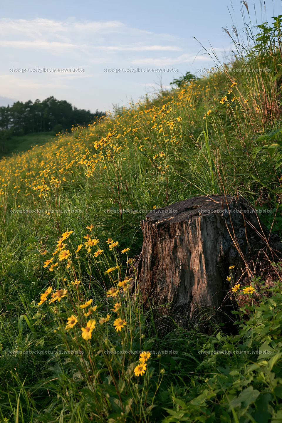 Fukushima native meadow with weathered stump – stock pictures 6480x9722