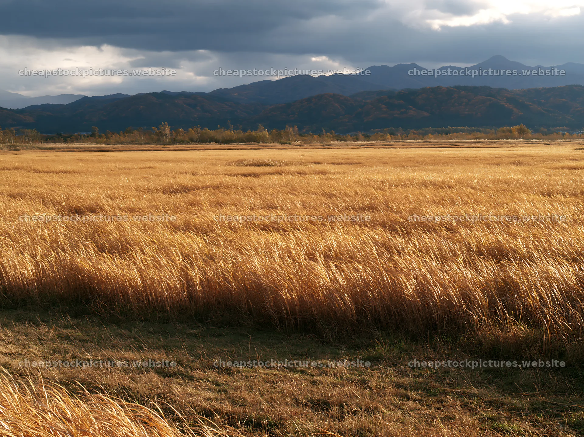 Shiga wetland meadow climate adaptation reeds grow in the field – stock pictures 9174x6866