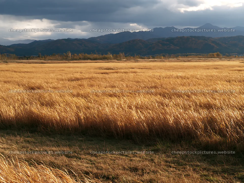 Shiga wetland meadow climate adaptation reeds grow in the field – stock pictures 9174x6866