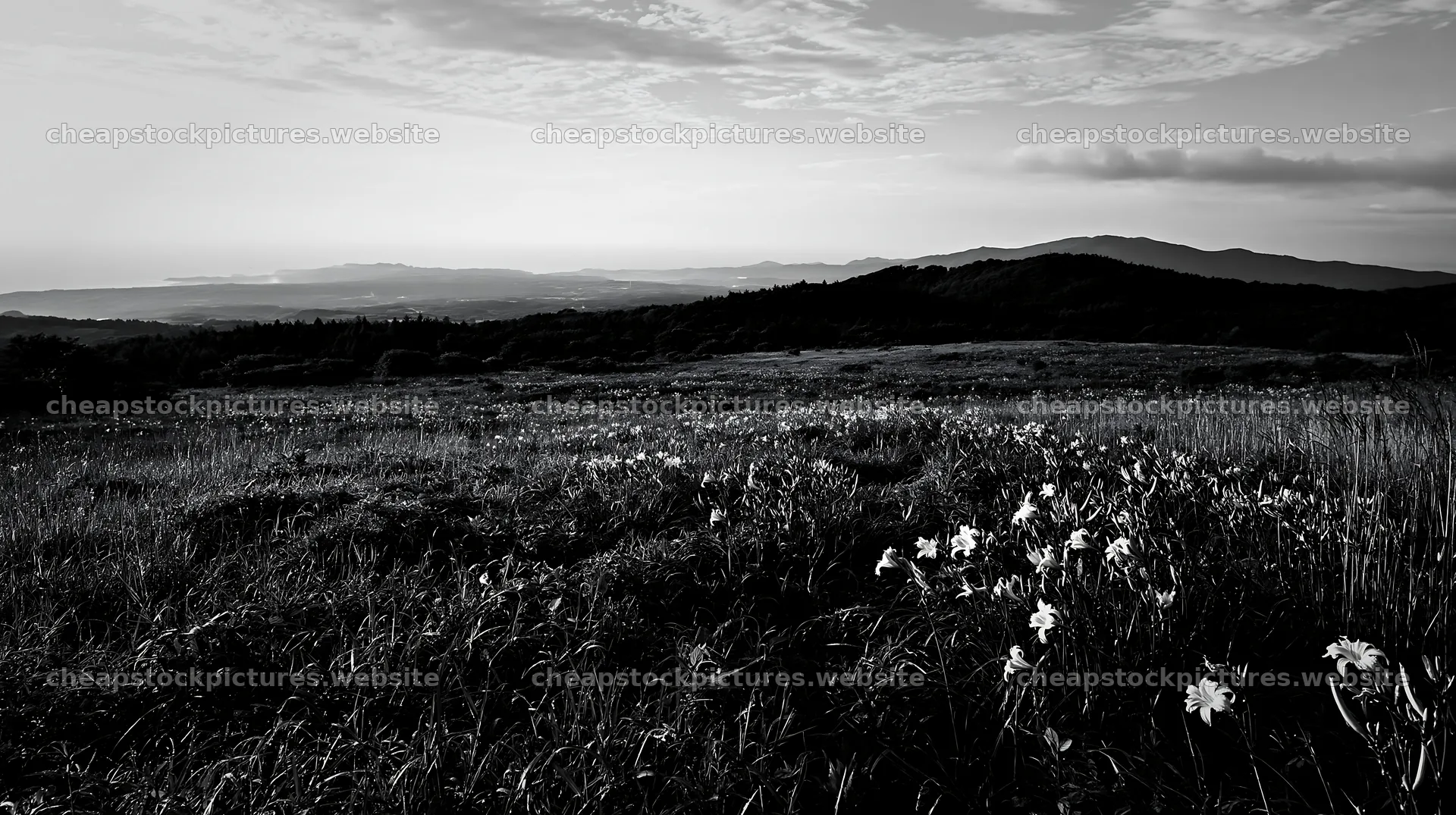 Iwate rain refreshed meadow seedhead foreground – stock pictures 10608x5938