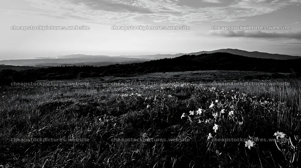 Iwate rain refreshed meadow seedhead foreground – stock pictures 10608x5938