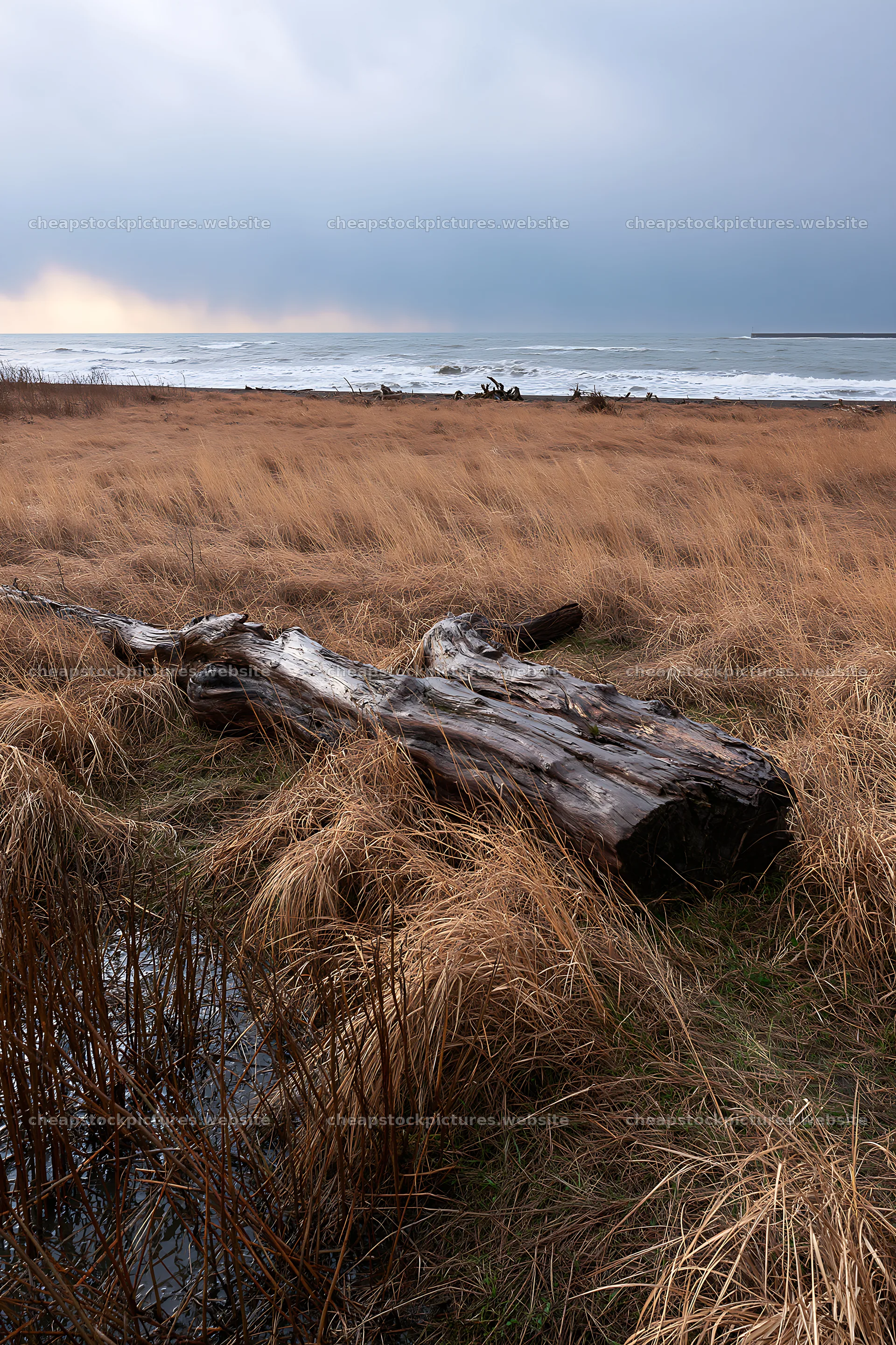 Ishikawa coastal meadow storm washed driftwood in a grassy field – stock pictures 6480x9722