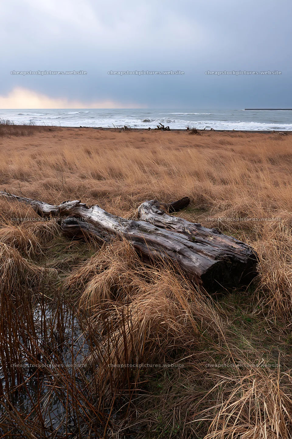 Ishikawa coastal meadow storm washed driftwood in a grassy field – stock pictures 6480x9722