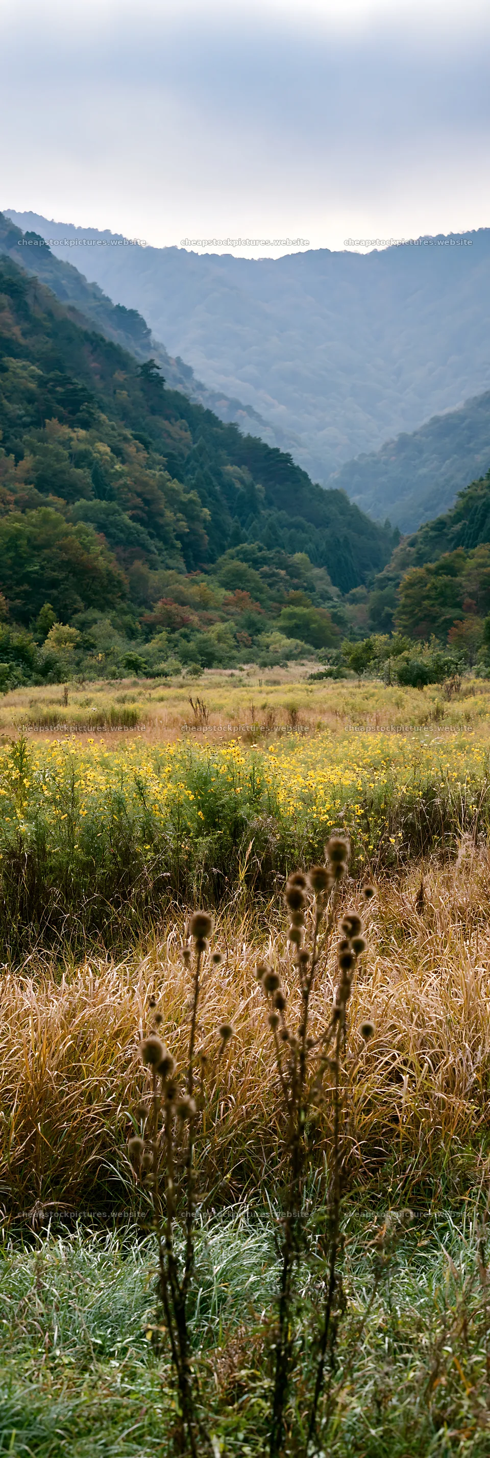 Golden meadow and seedheads in Okayama mountains – stock pictures 4602x13690