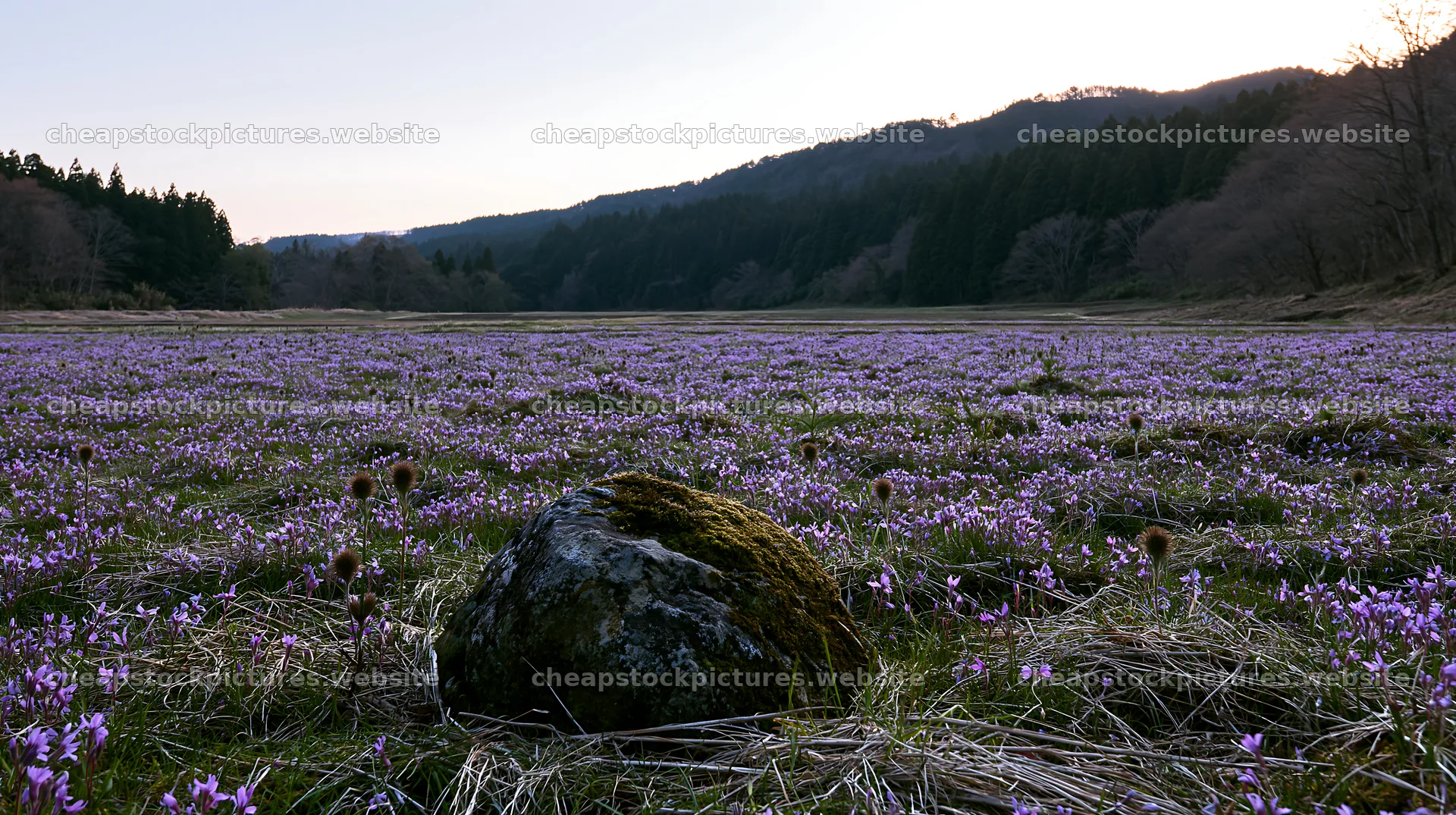 Miyagi spring recovery meadow mossy stone attracts visitors – stock pictures 10608x5938