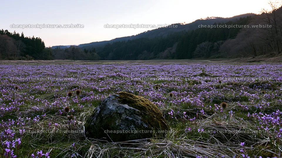 Miyagi spring recovery meadow mossy stone attracts visitors – stock pictures 10608x5938