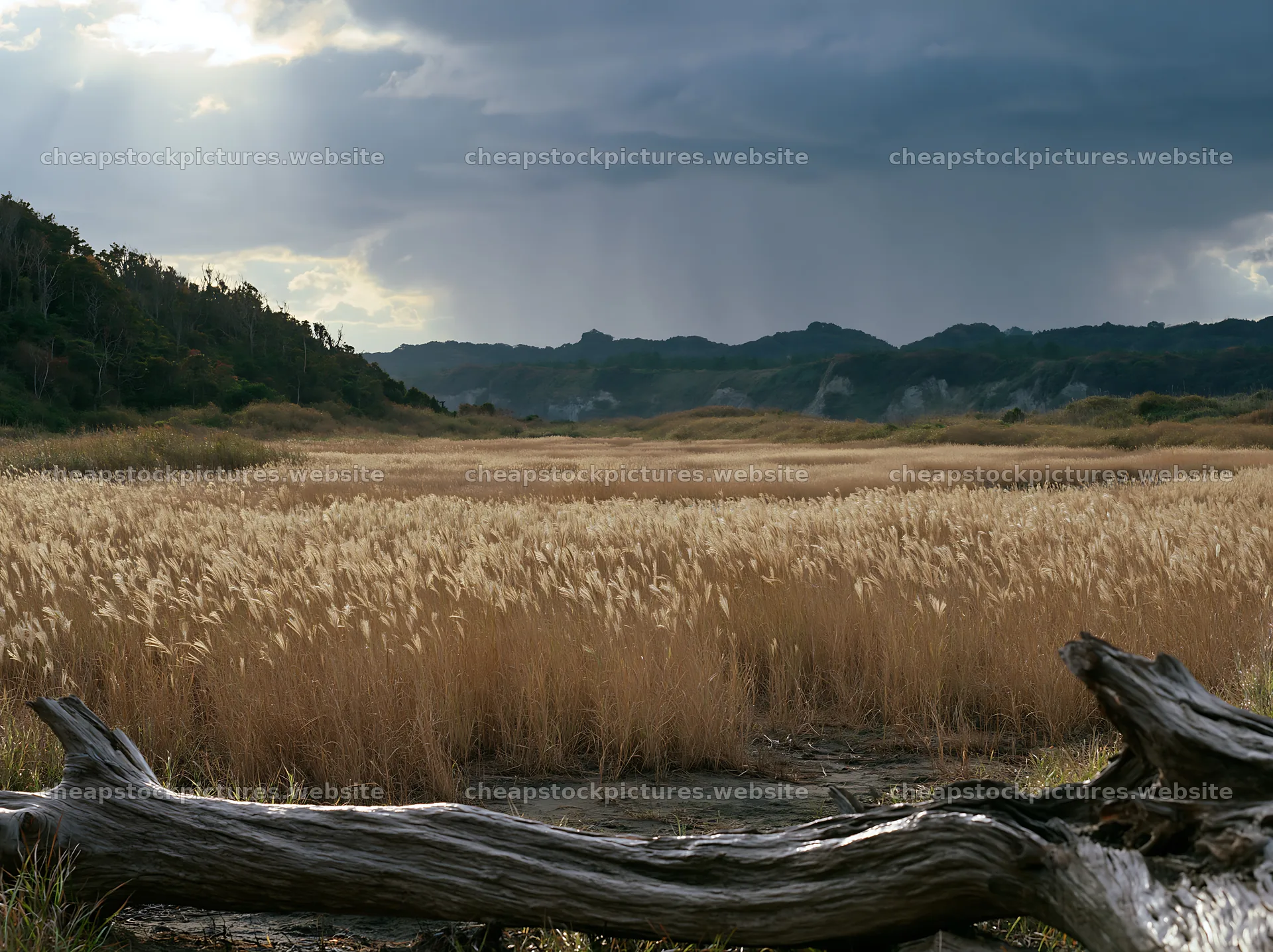 Chiba coastal climate meadow driftwood foreground – stock pictures 9174x6866