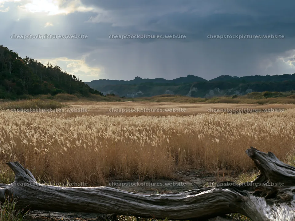 Chiba coastal climate meadow driftwood foreground – stock pictures 9174x6866