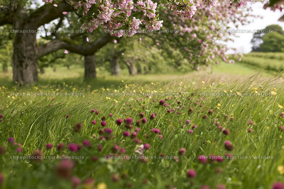 Clover apple meadow with blooming trees and wildflowers – stock pictures 9722x6480