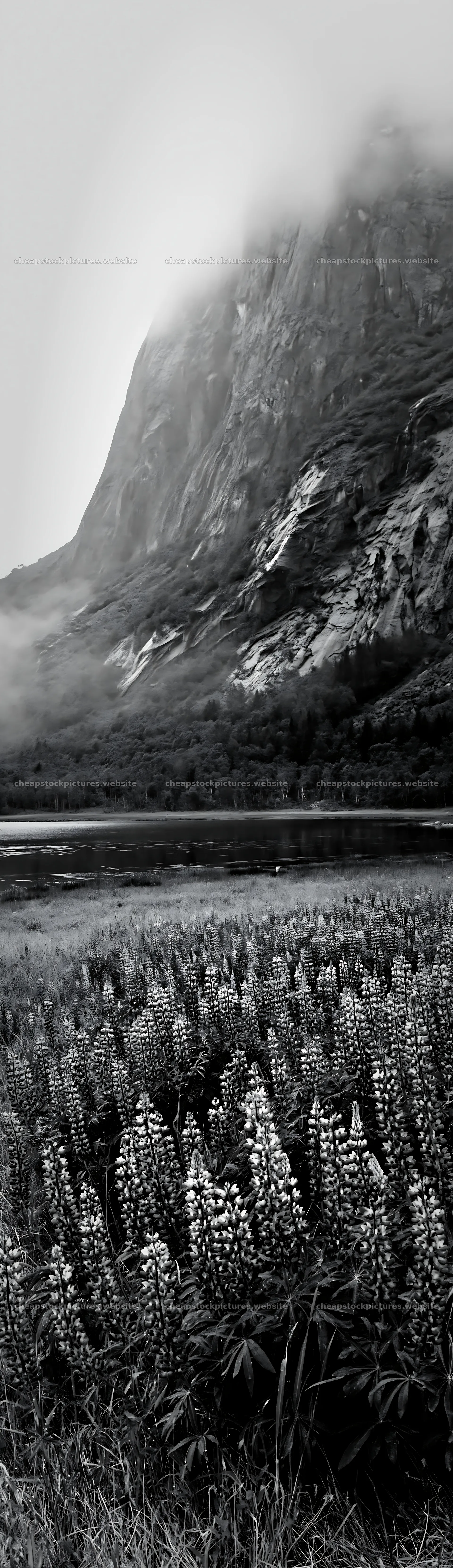 Lupin meadow foreground copy space with mountains and water view – stock pictures 4268x14762