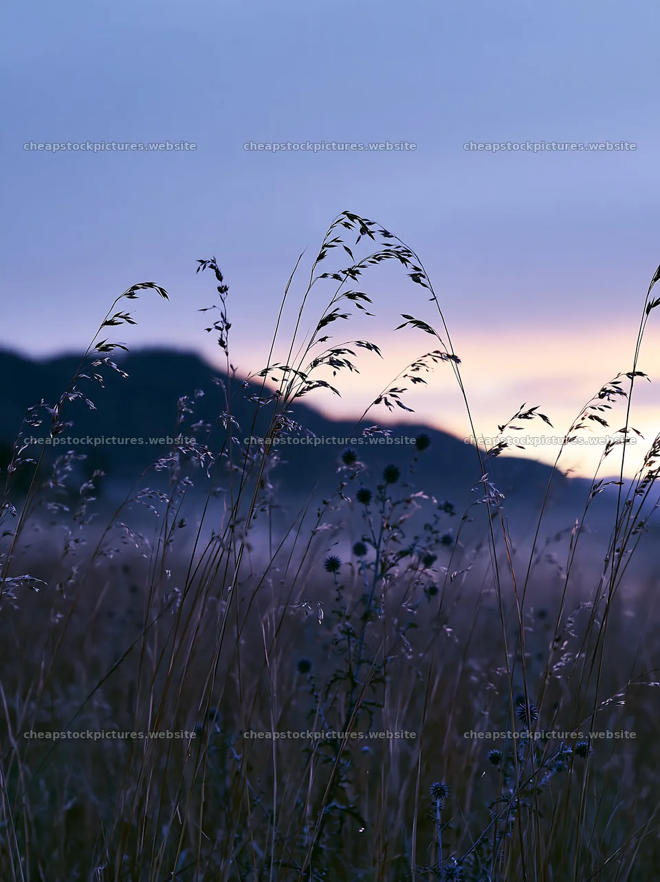 Meadow seedheads backlit at dusk in a quiet landscape – stock pictures 6866x9174