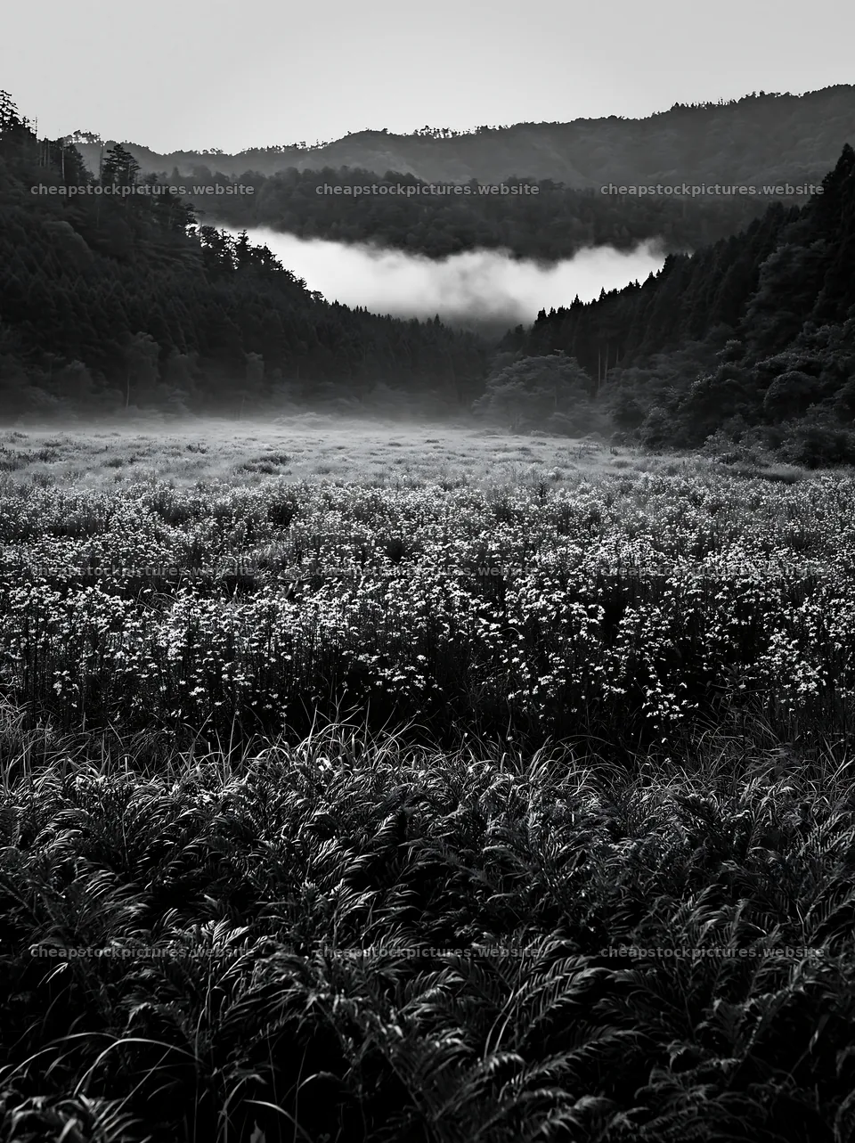 Tokushima mountain meadow with fern fronds in foreground – stock pictures 6866x9174
