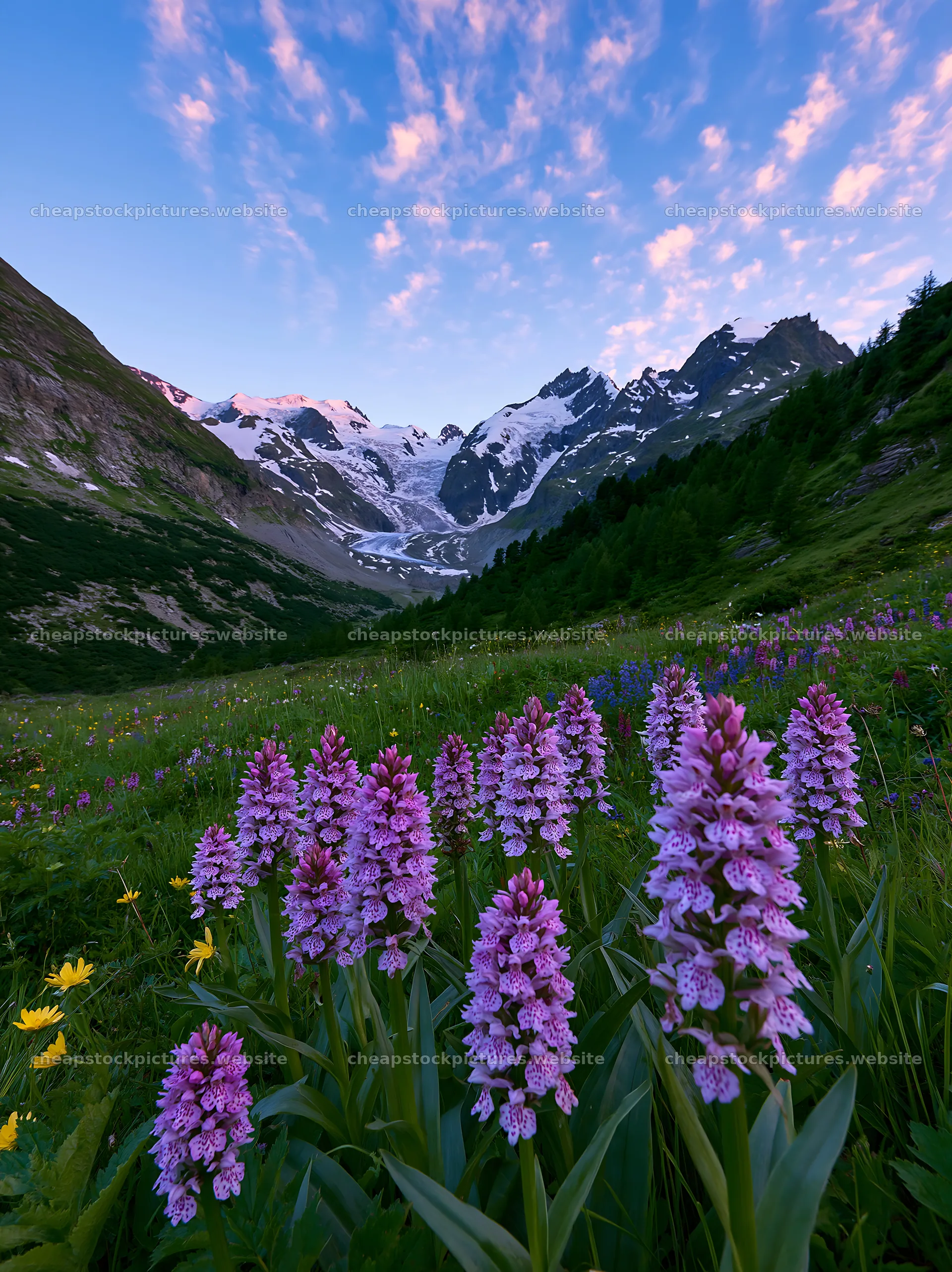 Colorful orchid meadow in the mountain landscape during sunset – stock pictures 6866x9174