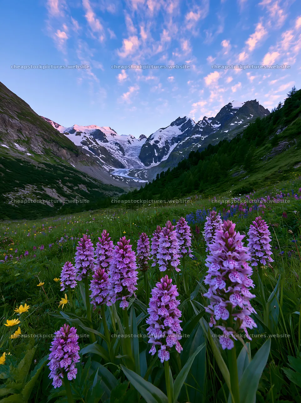 Colorful orchid meadow in the mountain landscape during sunset – stock pictures 6866x9174