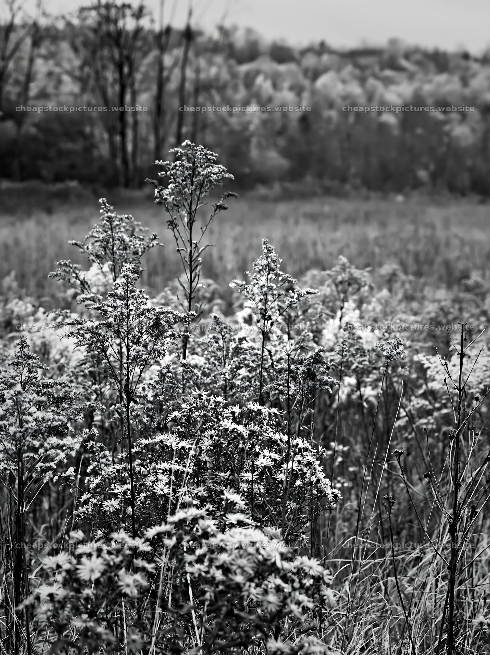 Seedhead meadow with wildflowers in a natural landscape – stock pictures 6866x9174