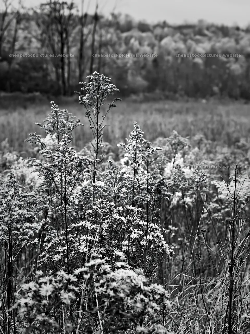 Seedhead meadow with wildflowers in a natural landscape – stock pictures 6866x9174