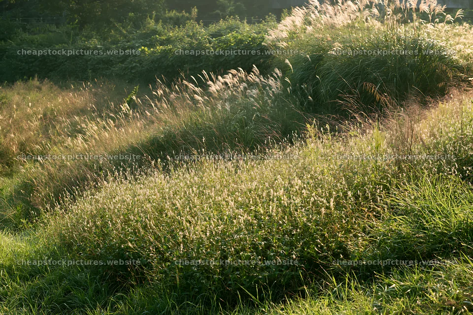 Tokyo urban biodiversity meadow with seedheads in sunlight – stock pictures 9722x6480