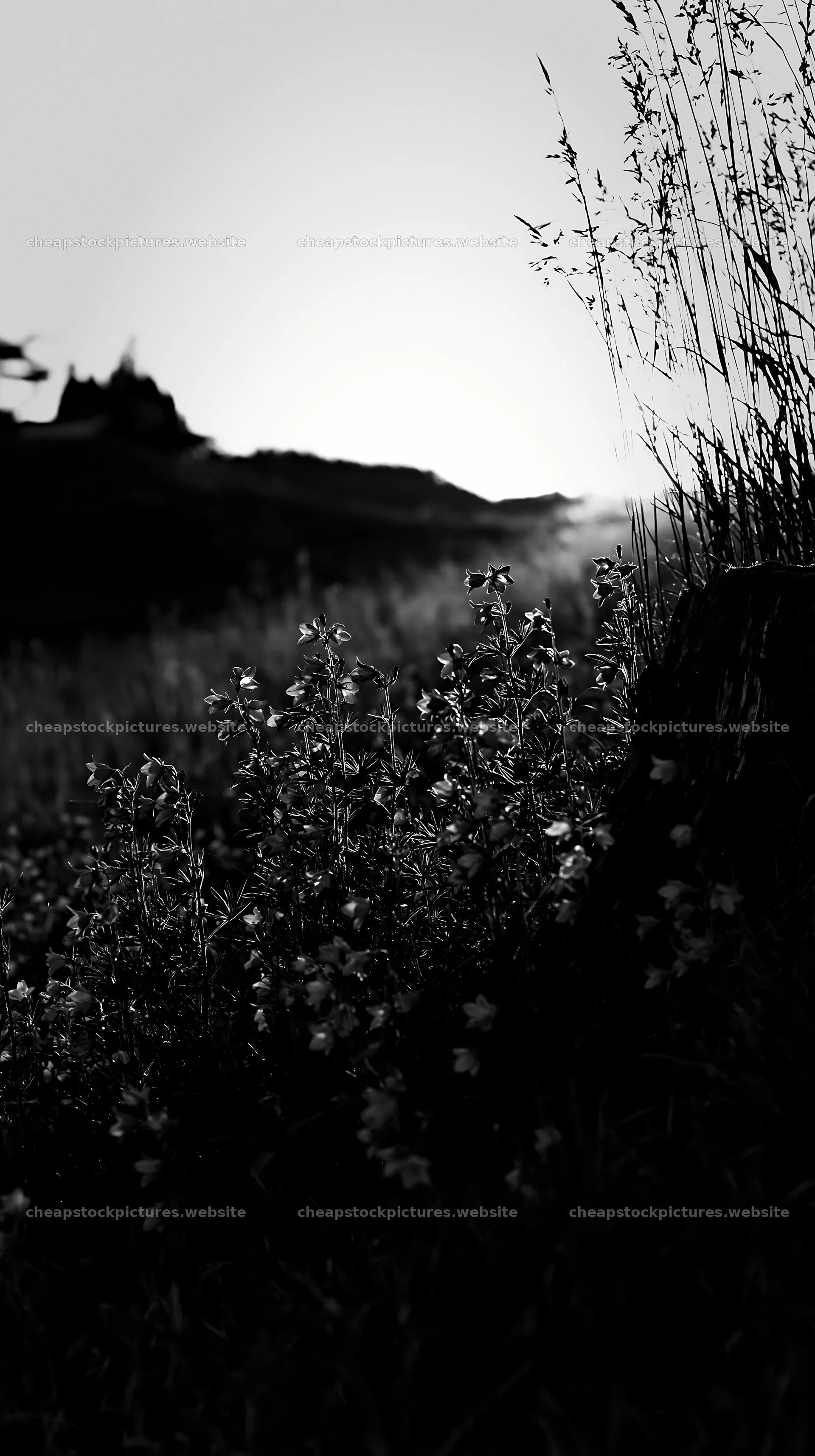 Fukushima native meadow with weathered stump and flowers – stock pictures 5938x10608