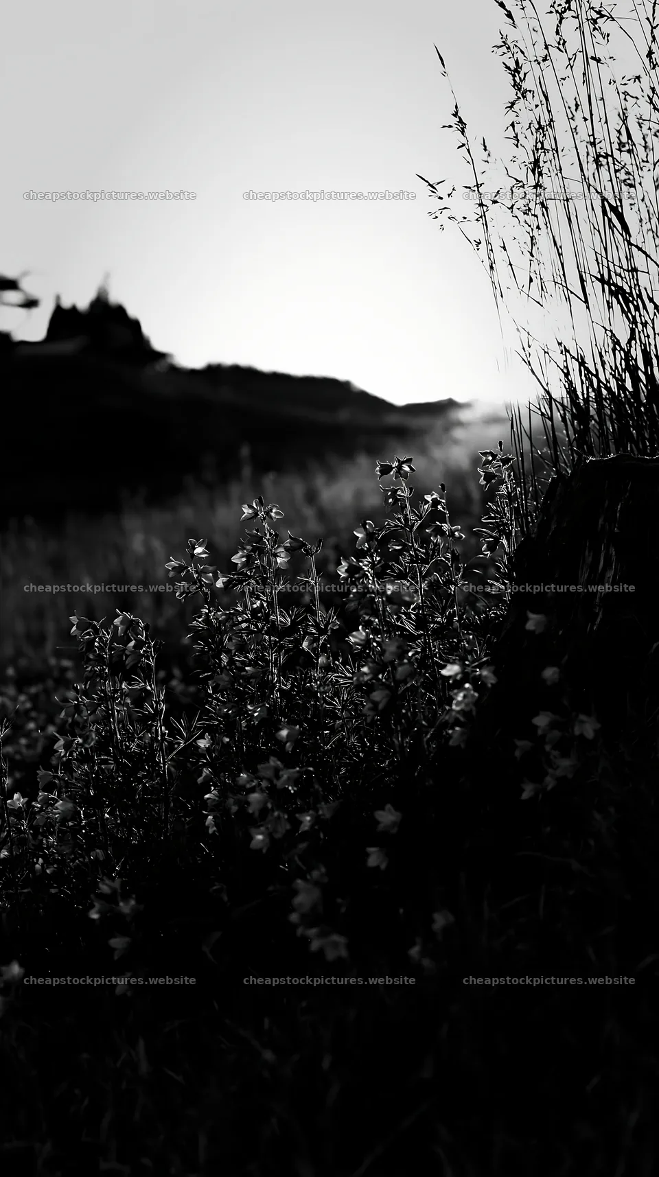 Fukushima native meadow with weathered stump and flowers – stock pictures 5938x10608