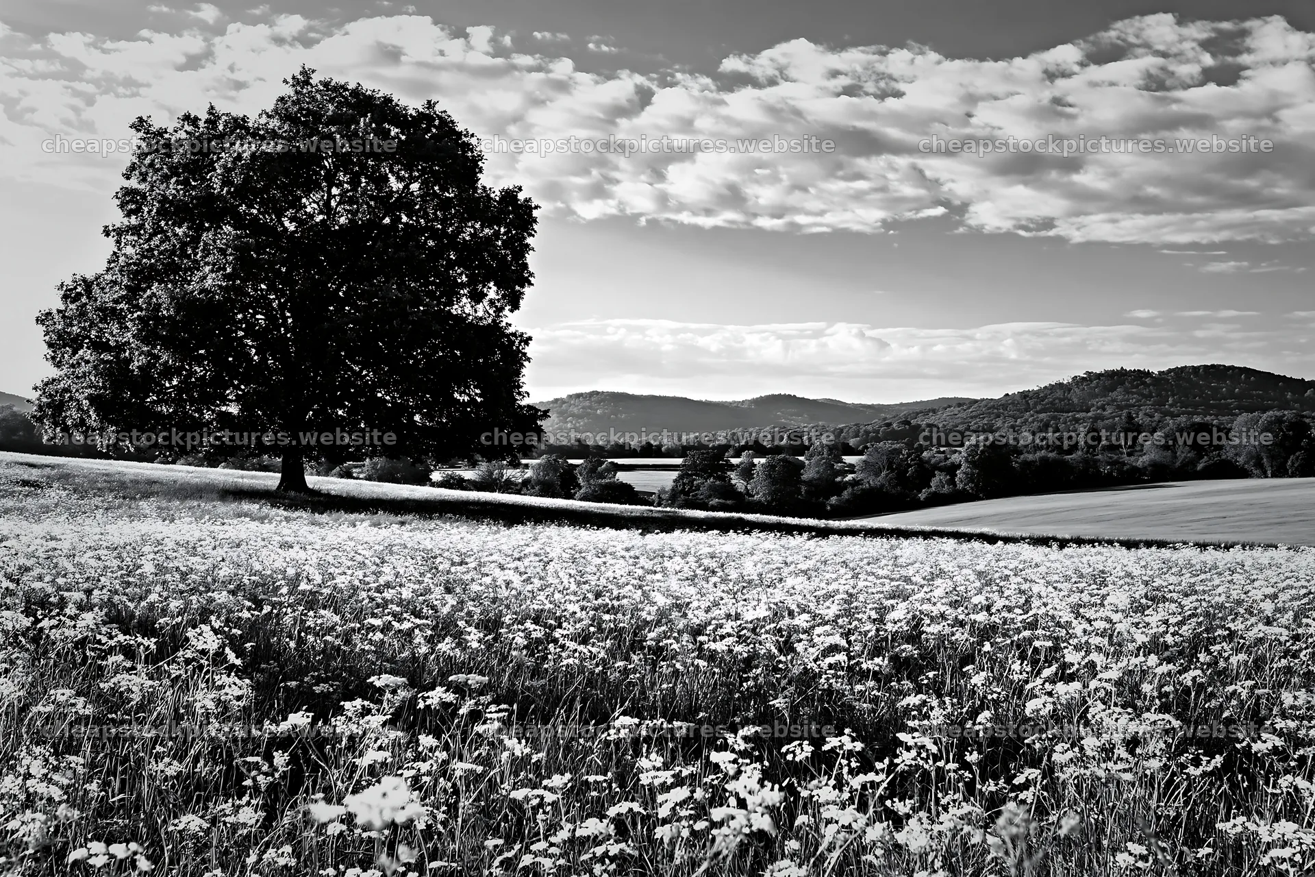 Cow parsley meadow with a tree and distant hills – stock pictures 9722x6480