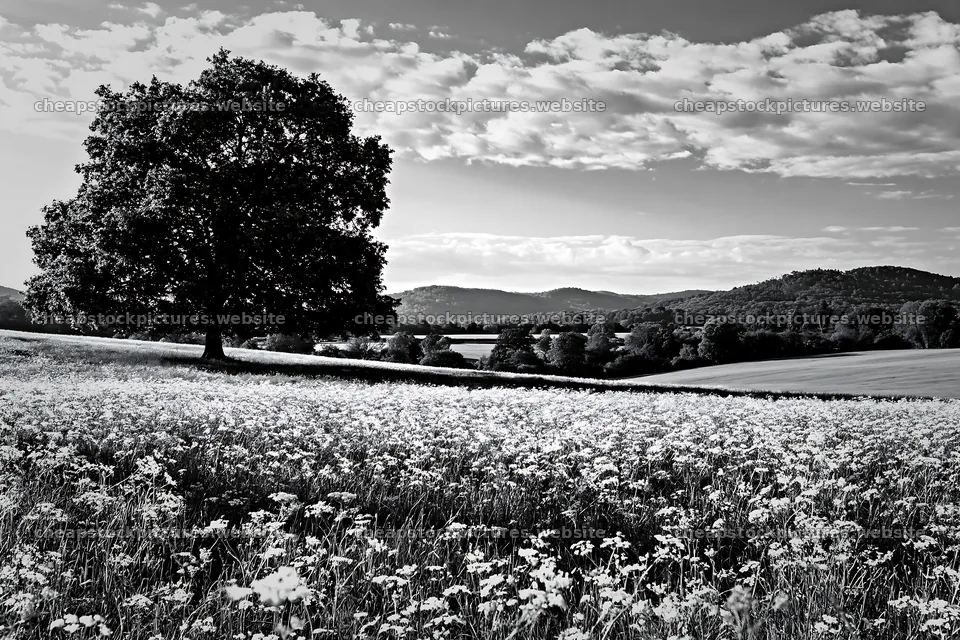 Cow parsley meadow with a tree and distant hills – stock pictures 9722x6480