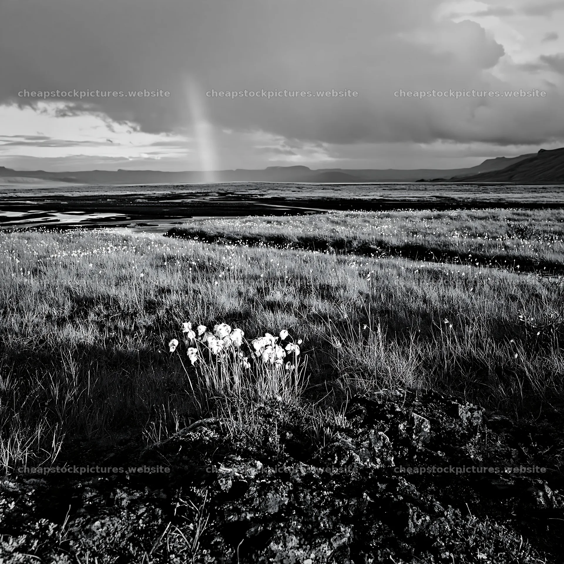 Cottongrass meadow under cloudy sky with rainbow – stock pictures 7938x7938