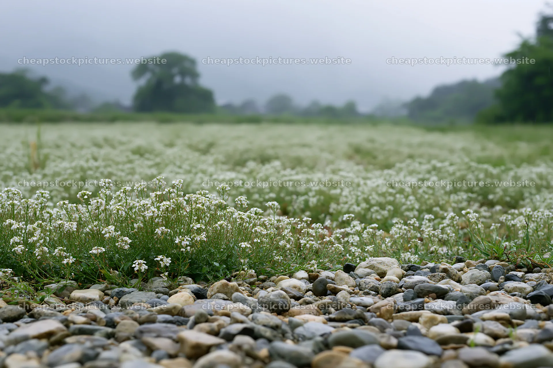 Kyoto spring wildflower meadow with stone foreground – stock pictures 9722x6480